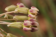 Asclepias quinquedentata