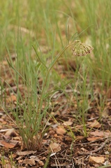 Asclepias quinquedentata