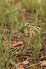 Asclepias quinquedentata