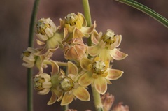 Asclepias rusbyi