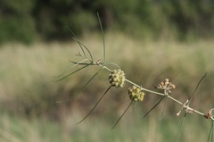 Asclepias rusbyi