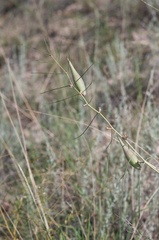 Asclepias rusbyi