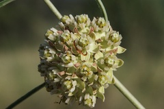 Asclepias rusbyi