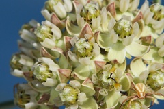 Asclepias rusbyi
