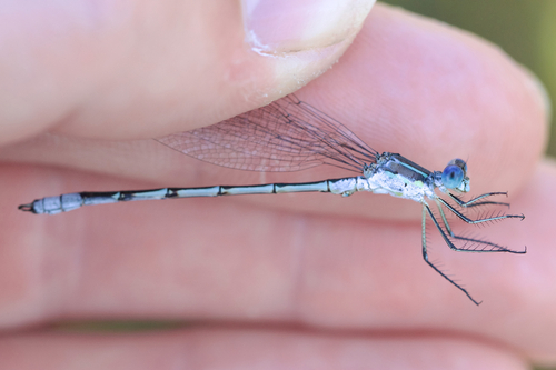 Lyre-tipped Spreadwing (Lestes unguiculatus), a species recorded in North Dakota