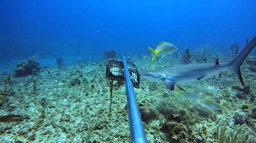 Caribbean Reef Shark
