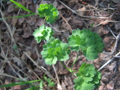 Thalictrum venulosum