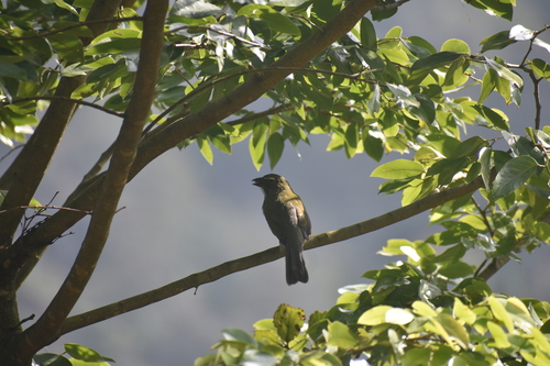Streaked Saltator (Saltator striatipectus), photo 10