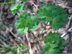 Thalictrum venulosum