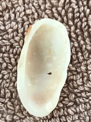 Barbatia domingensis