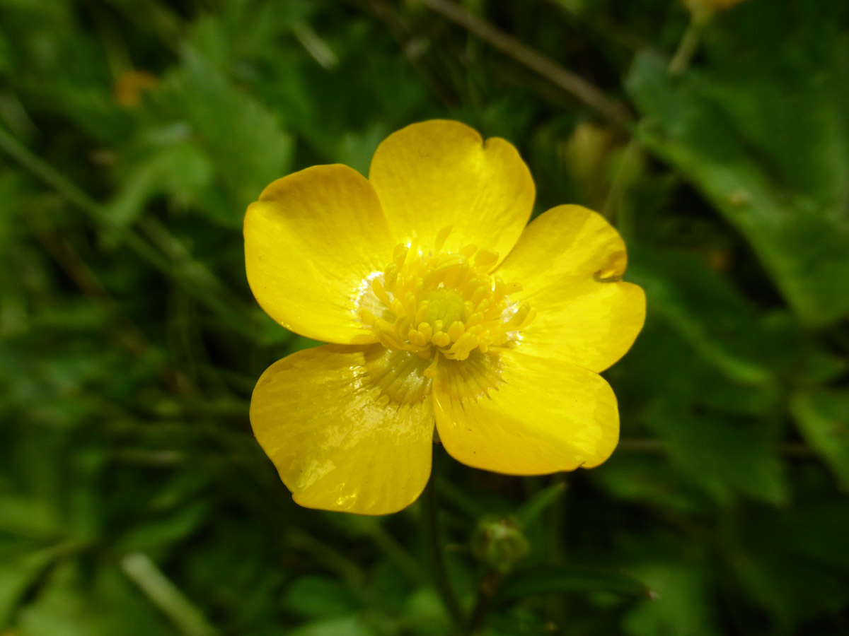 Ranunculaceae