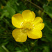 Buttercup Family - Photo (c) cco, some rights reserved (CC BY-NC), uploaded by Colin Ogle