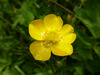 Buttercup Family - Photo (c) Colin Ogle, some rights reserved (CC BY-NC), uploaded by Colin Ogle