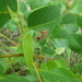 Aristolochia ornithopterae - Photo (c) coenobita, algunos derechos reservados (CC BY), uploaded by coenobita