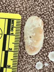 Barbatia domingensis
