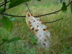 Vincetoxicum carnosum