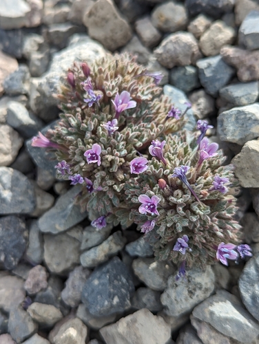 Image of Collomia larsenii by (c) My-Lan Le, some rights reserved (CC BY)