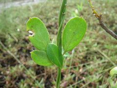 Vincetoxicum carnosum