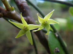 Vincetoxicum carnosum