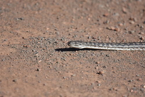 Inland Carpet Python sighting