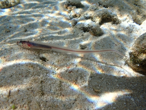 Star pearlfish (Carapus mourlani) — Carapidae
