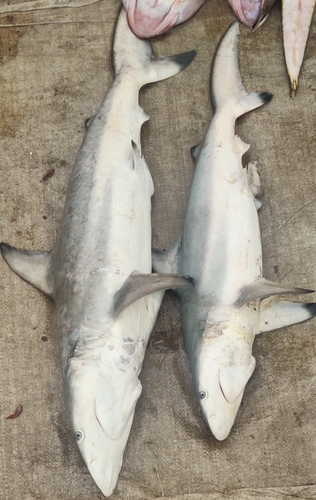 Pondicherry shark (Carcharhinus hemiodon) — Carcharhinidae — 4