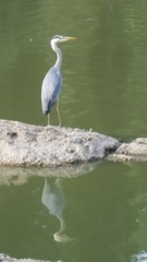Ardea cinerea