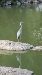 Ardea cinerea