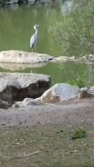 Ardea cinerea