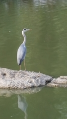 Ardea cinerea