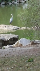 Ardea cinerea