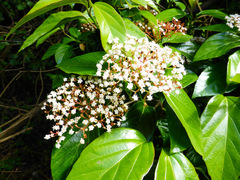 Viburnum japonicum