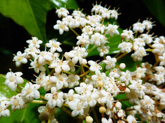 Viburnum japonicum