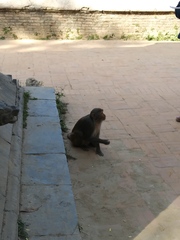 Macaca mulatta