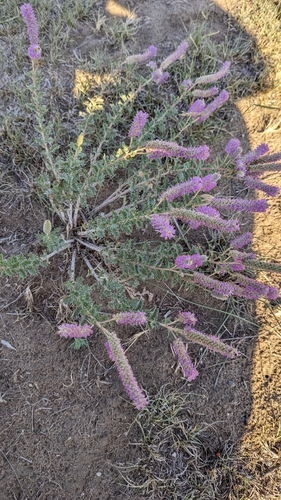 Image of Dalea villosa by (c) Esben Kjaer, some rights reserved (CC BY)