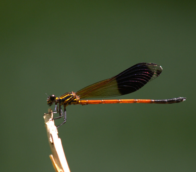 Euphaea yayeyamana