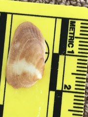 Barbatia domingensis
