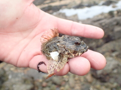 Taurulus bubalis