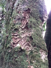 Laurelia sempervirens