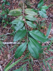 Myrceugenia planipes