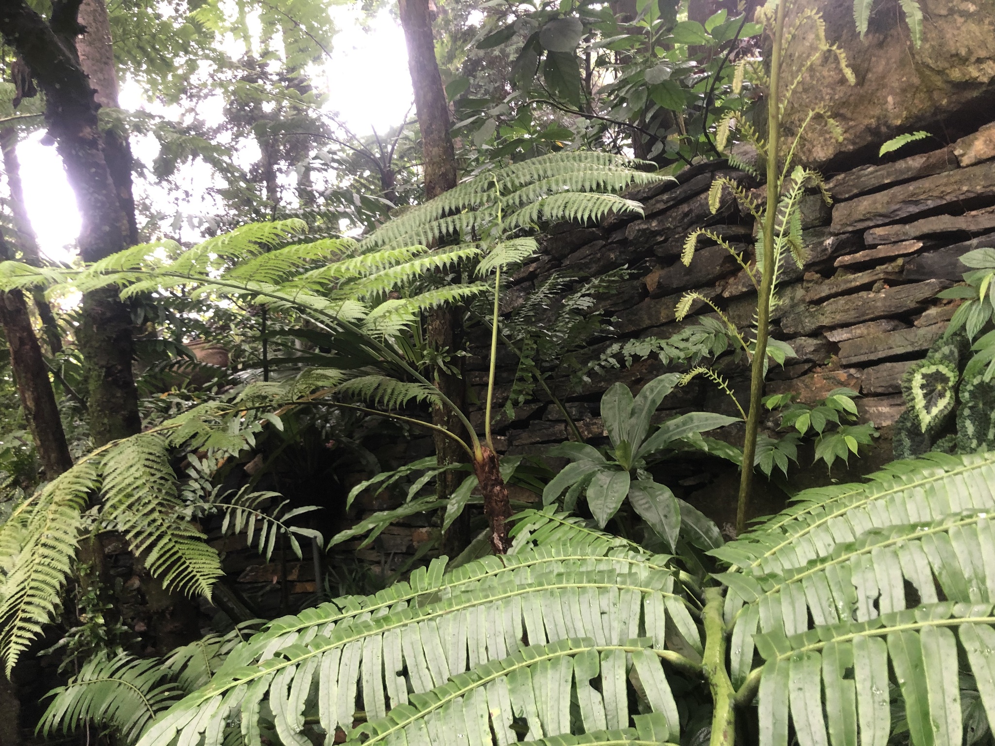 Begonia longiciliata — ảnh 2