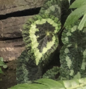 Begonia longiciliata (Begonia longiciliata)