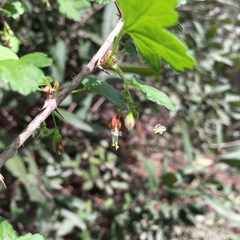 Ribes divaricatum pubiflorum
