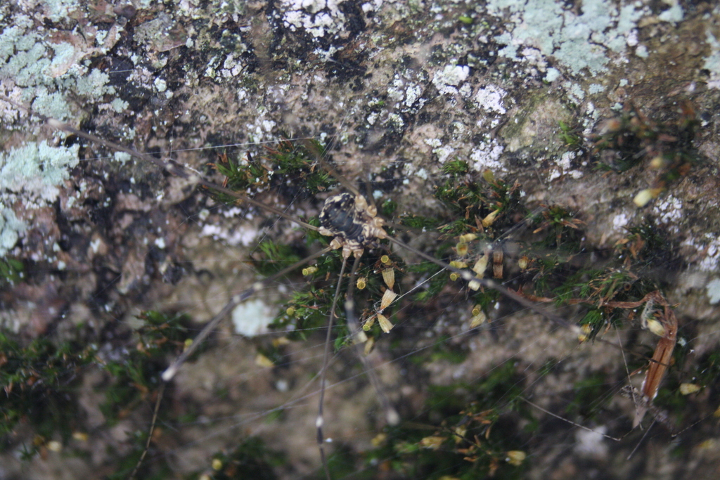 Leiobunum gracile
