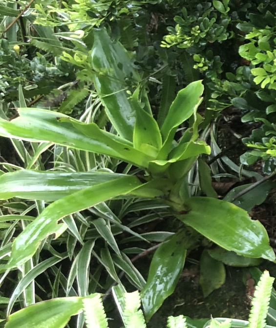 Callisia fragrans — ảnh 3