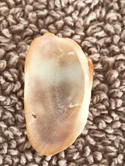 Barbatia domingensis