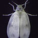 Cabbage Whitefly - Photo (c) Stephen Thorpe, some rights reserved (CC BY-NC), uploaded by Stephen Thorpe