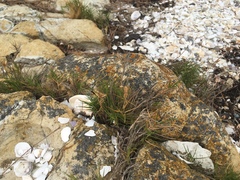 Distichlis distichophylla