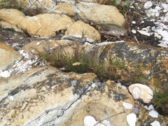 Distichlis distichophylla