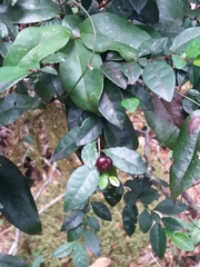 Rhamnus diffusa